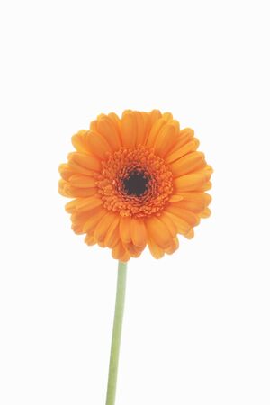 Gerberaの写真素材