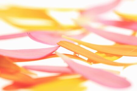 Gerbera daisy petalsの写真素材