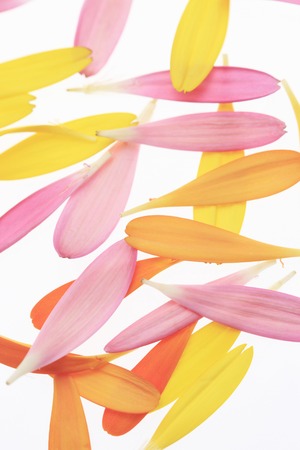 Gerbera daisy petalsの写真素材