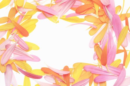 Gerbera daisy petalsの写真素材