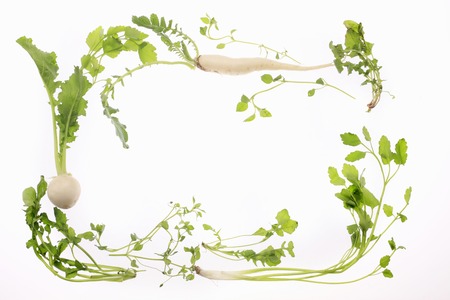 vegetables of the springの写真素材