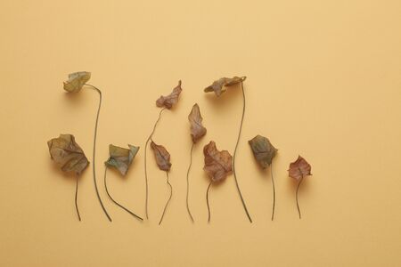 Dead leavesの写真素材