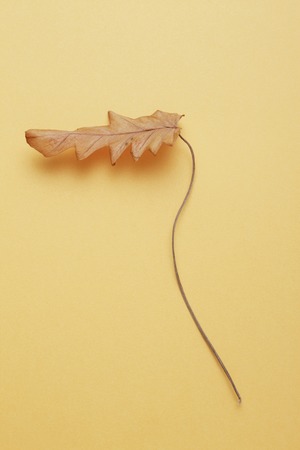 Dead leavesの写真素材