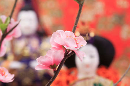 Officially celebrateshinaの写真素材