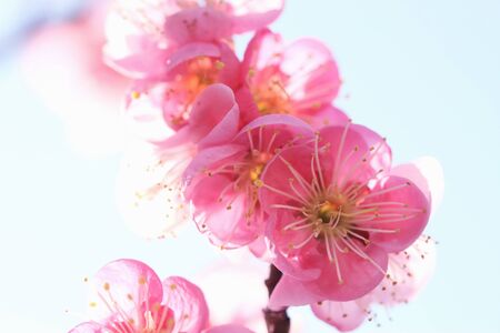 Red Plumの写真素材