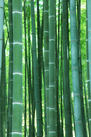 Takebayashi of Saganoの写真素材