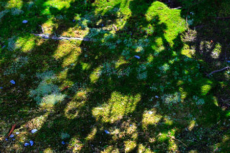 Shadow of moss and woodの写真素材