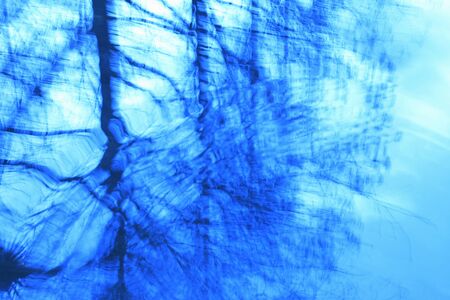 Metasequoia it moves to the surface of the waterの写真素材