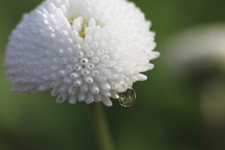 Daisyの写真素材