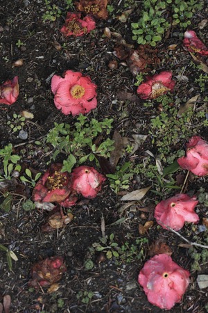 Withered camelliaの写真素材