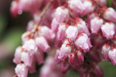 Pieris japonicaの写真素材