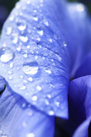 Pansy and water dropletsの写真素材