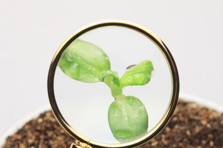 Futaba and magnifying glassの写真素材