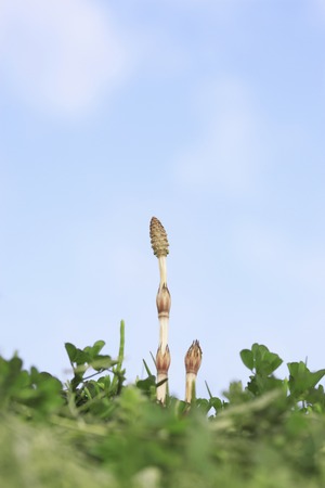 Horsetail.の写真素材