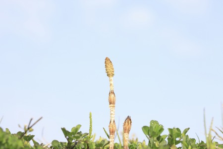 Horsetail.の写真素材