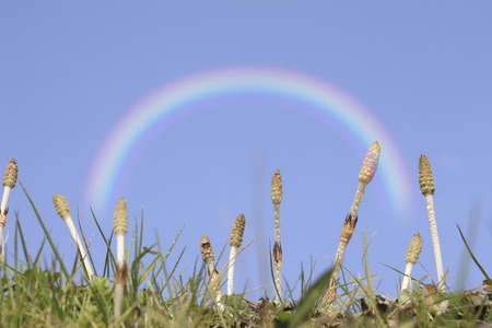 Horsetail.の写真素材