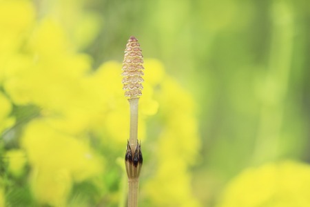 Leaves and flowers and horsetailの写真素材
