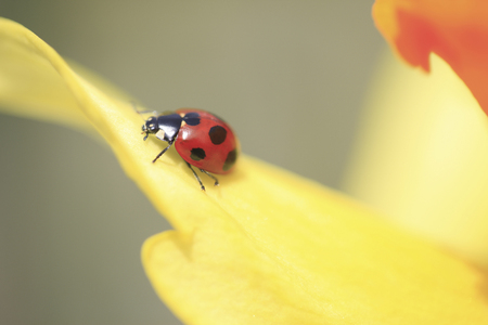 Narcissus and vaipaの写真素材