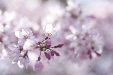 Weeping cherryの写真素材