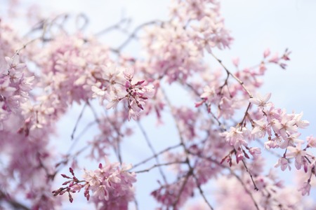 Weeping cherry