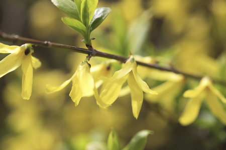 Forsythiaの写真素材