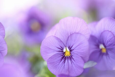 Violetの写真素材