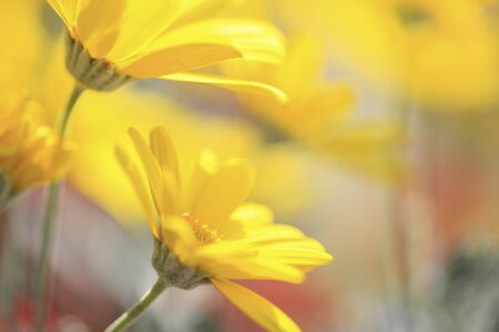 Margaretの写真素材