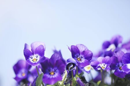 Violetの写真素材