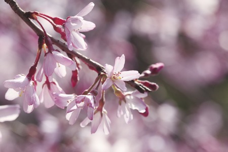 Weeping cherryの写真素材