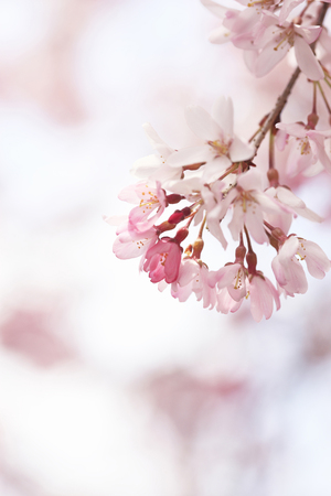Weeping cherry treeの写真素材