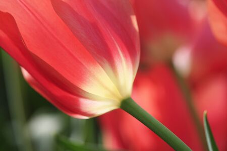 Tulip