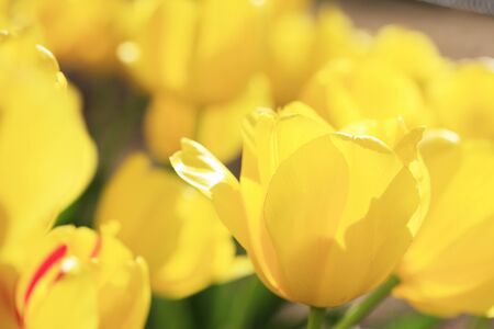 Tulipの写真素材