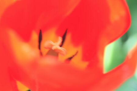 Tulipの写真素材
