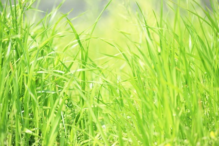 Meadowの写真素材