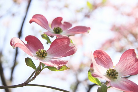 Dogwoodの写真素材