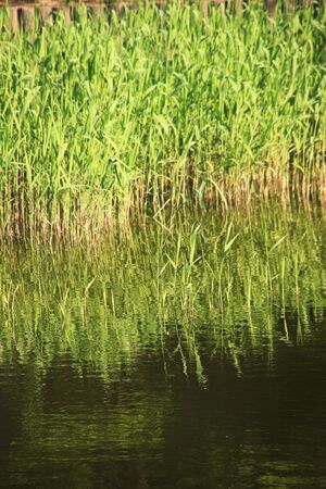 Reedの写真素材
