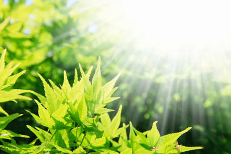 Fresh green Mapleの写真素材