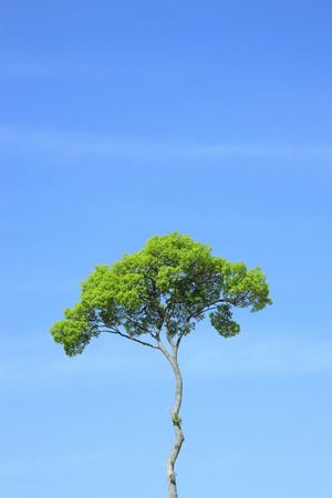 One treeの写真素材