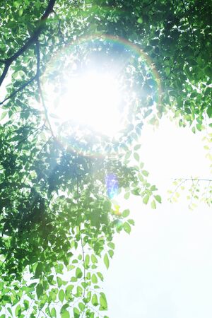 Wakabaの写真素材