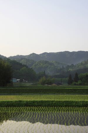 Yamada's rice