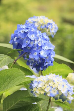 Hydrangea