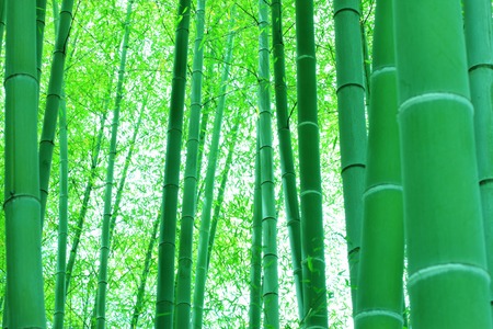 Bamboo forestの写真素材
