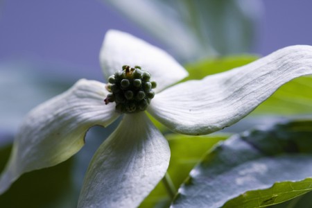 Benthamidia japonicaの写真素材