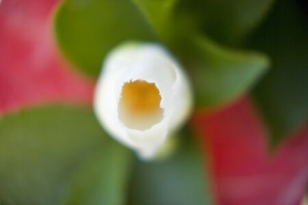 Camelliaの写真素材