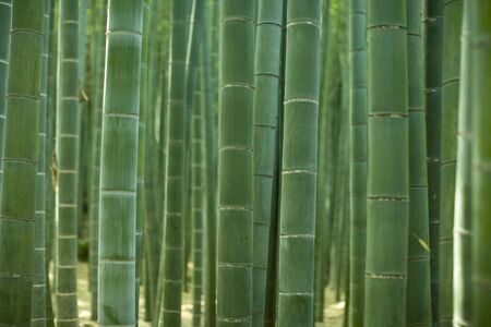 Bambooの写真素材