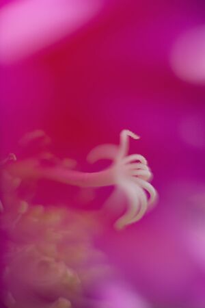 Dutchman's Pipeの写真素材