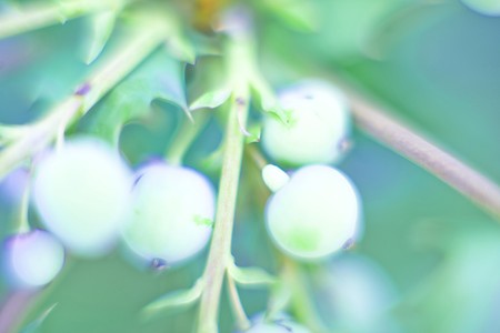 Plantの写真素材