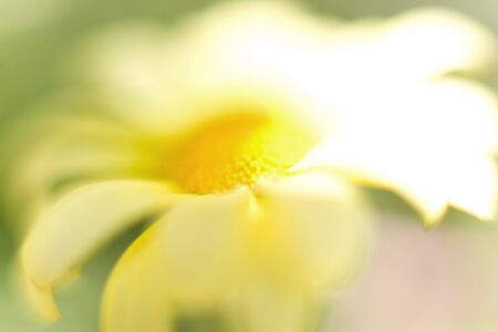 Chrysanthemumの写真素材