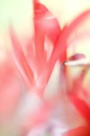 Strelitzia reginaeの写真素材