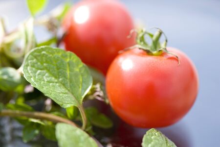 Tomatoの写真素材